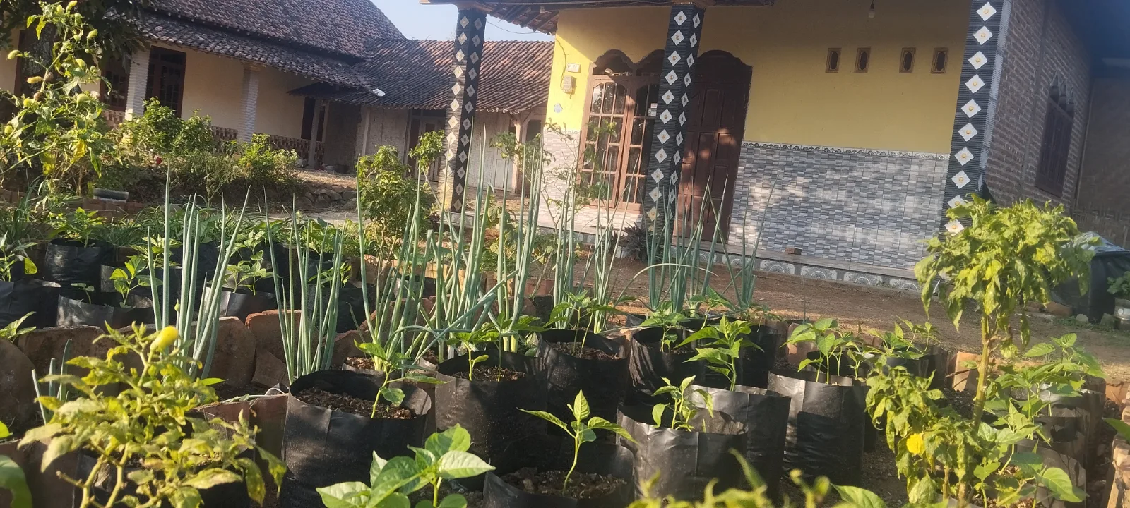 Admind Rekomendify, juga jual tanaman sayur dan ayam